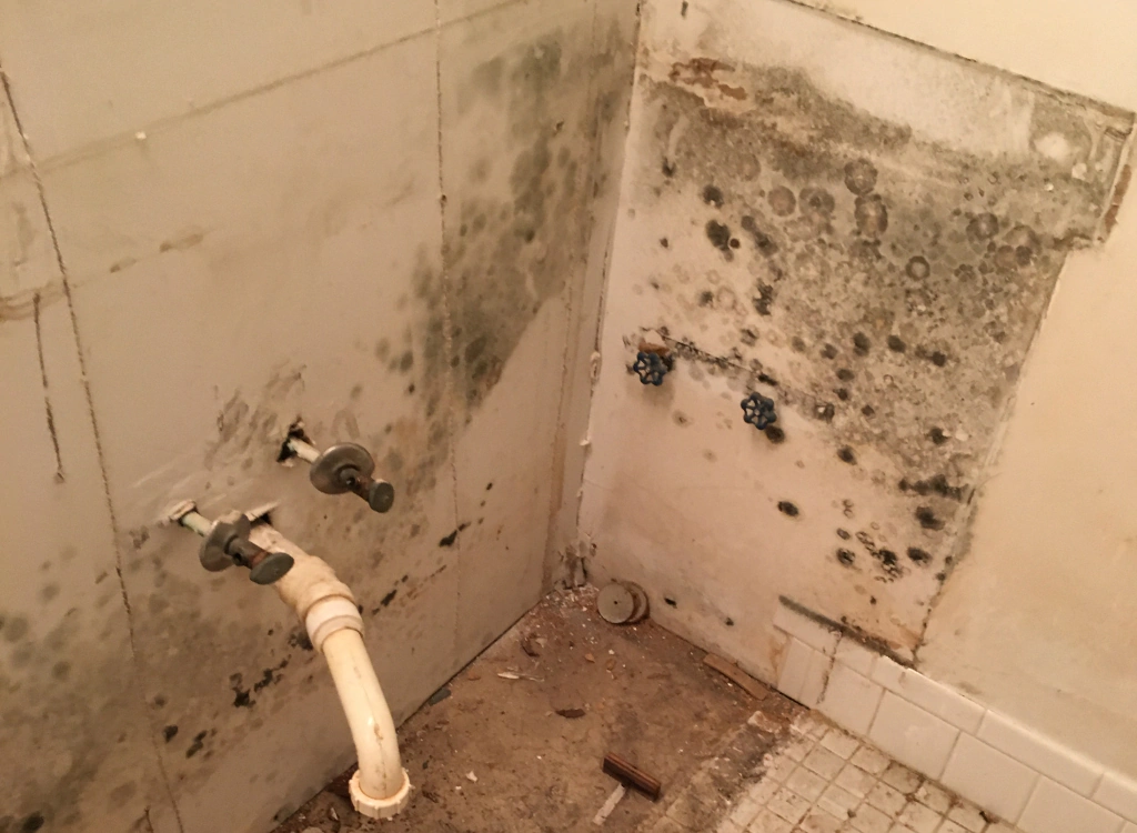 mold damaged in a shower